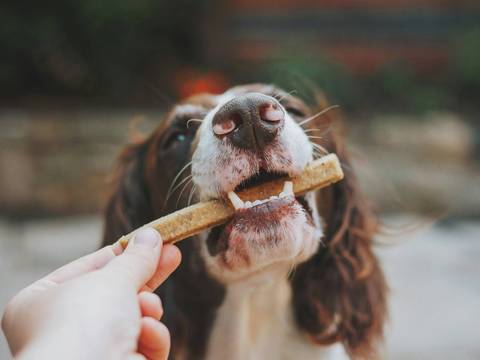 Take your dog on holiday with you!